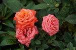 20032019_Sony A7 II_Hong Kong Flower Show_Varieties_Rose00015