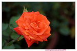 20032019_Sony A7 II_Hong Kong Flower Show_Varieties_Rose00018