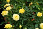 20032019_Sony A7 II_Hong Kong Flower Show_Varieties_Rose00022