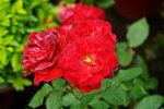 20032019_Sony A7 II_Hong Kong Flower Show_Varieties_Rose00030