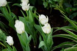 20032019_Sony A7 II_Hong Kong Flower Show_Varieties_Tulip00009