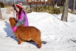 15022019_Nikon D5300_20 Round to Hokkaido_Momin Mini Pony Stable00008