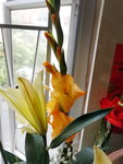 03022019_Lunar New Year Flowers at Home00016