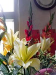 03022019_Lunar New Year Flowers at Home00021