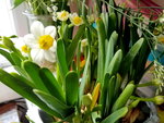 03022019_Lunar New Year Flowers at Home00077