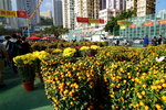 02022019_Sony A7 II_Lunar New Year Flower Fair at Kwai Fong Park00021
