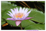 07042019_Ma Wan Snapshots_Flowers_Lotus00002