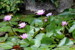07042019_Ma Wan Snapshots_Flowers_Lotus00004