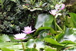 07042019_Ma Wan Snapshots_Flowers_Lotus00006