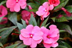 07042019_Ma Wan Snapshots_Flowers_Varieties00001