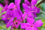 07042019_Ma Wan Snapshots_Flowers_Varieties00002