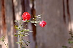 26012019_Taipo Waterfront Parknapshots00027
