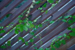 30062019_Taipo Waterfront Park Snapshots00009