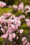 08042019_Nikon D800_Hong Kong Velodrome Park_鐘花櫻桃00004