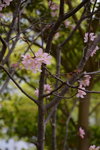 08042019_Nikon D800_Hong Kong Velodrome Park_鐘花櫻桃00011