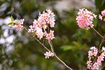 08042019_Nikon D800_Hong Kong Velodrome Park_鐘花櫻桃00029