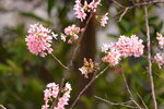 08042019_Nikon D800_Hong Kong Velodrome Park_鐘花櫻桃00030