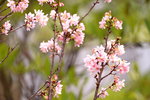 08042019_Nikon D800_Hong Kong Velodrome Park_鐘花櫻桃00031
