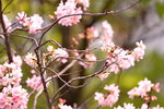 08042019_Nikon D800_Hong Kong Velodrome Park_鐘花櫻桃00032