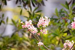 08042019_Nikon D800_Hong Kong Velodrome Park_鐘花櫻桃00038
