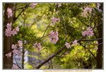 08042019_Nikon D800_Hong Kong Velodrome Park_鐘花櫻桃00041