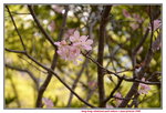 08042019_Nikon D800_Hong Kong Velodrome Park_鐘花櫻桃00043