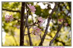 08042019_Nikon D800_Hong Kong Velodrome Park_鐘花櫻桃00044