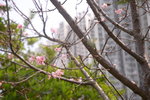 08042019_Nikon D800_Hong Kong Velodrome Park_鐘花櫻桃00045