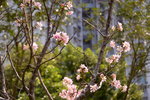08042019_Nikon D800_Hong Kong Velodrome Park_鐘花櫻桃00046