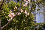 08042019_Nikon D800_Hong Kong Velodrome Park_鐘花櫻桃00047