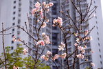 08042019_Nikon D800_Hong Kong Velodrome Park_鐘花櫻桃00048