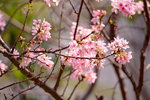 08042019_Nikon D800_Hong Kong Velodrome Park_鐘花櫻桃00050