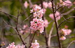 08042019_Nikon D800_Hong Kong Velodrome Park_鐘花櫻桃00051
