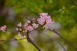 08042019_Nikon D800_Hong Kong Velodrome Park_鐘花櫻桃00055