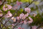 08042019_Nikon D800_Hong Kong Velodrome Park_鐘花櫻桃00056