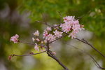 08042019_Nikon D800_Hong Kong Velodrome Park_鐘花櫻桃00059