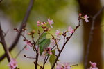 08042019_Nikon D800_Hong Kong Velodrome Park_鐘花櫻桃00060