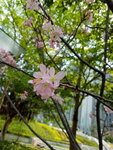 08042019_Samsung Smartphone Galaxy S7 Edge_Hong Kong Velodrome Park_Sakura00008