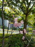 08042019_Samsung Smartphone Galaxy S7 Edge_Hong Kong Velodrome Park_Sakura00009