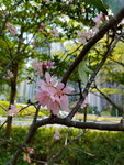 08042019_Samsung Smartphone Galaxy S7 Edge_Hong Kong Velodrome Park_Sakura00010