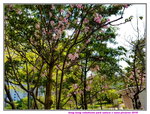 08042019_Samsung Smartphone Galaxy S7 Edge_Hong Kong Velodrome Park_Sakura00011