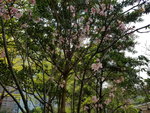 08042019_Samsung Smartphone Galaxy S7 Edge_Hong Kong Velodrome Park_Sakura00012