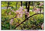 08042019_Samsung Smartphone Galaxy S7 Edge_Hong Kong Velodrome Park_Sakura00013