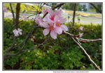 08042019_Samsung Smartphone Galaxy S7 Edge_Hong Kong Velodrome Park_Sakura00014