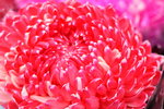 01022019_ Nikon D5300_2019 Lunar New Year Flower Fair at Victoria Park_Chrysanthemum00004