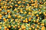01022019_ Nikon D5300_2019 Lunar New Year Flower Fair at Victoria Park_Mandarin Orange00005