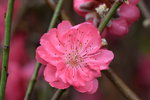 01022019_ Nikon D5300_2019 Lunar New Year Flower Fair at Victoria Park_Peach Blossom00003