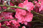01022019_ Nikon D5300_2019 Lunar New Year Flower Fair at Victoria Park_Peach Blossom00005