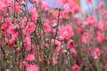 01022019_ Nikon D5300_2019 Lunar New Year Flower Fair at Victoria Park_Peach Blossom00017