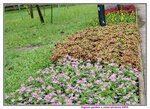 30052020_Lingnan Garden Snapshots00007